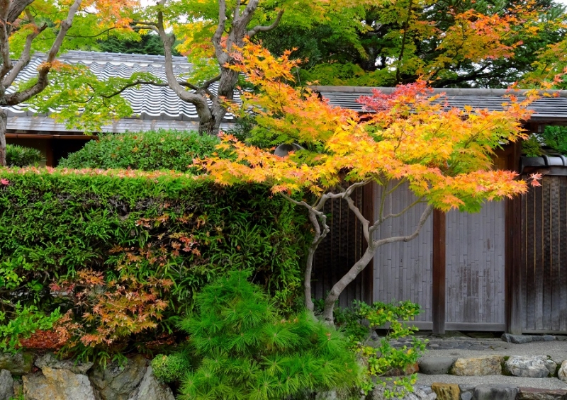 Лучшие достопримечательности Японии в сезон красных листьев 2015 Tokyo-Nagoya(Obara,Korankei)-Kyoto-Nara-Osaka Лучшие достопримечательности Японии в сезон красных листьев 2015 Tokyo-Nagoya(Obara,Korankei)-Kyoto-Nara-Osaka