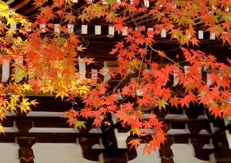Лучшие достопримечательности Японии в сезон красных листьев 2015 Tokyo-Nagoya(Obara,Korankei)-Kyoto-Nara-Osaka Лучшие достопримечательности Японии в сезон красных листьев 2015 Tokyo-Nagoya(Obara,Korankei)-Kyoto-Nara-Osaka