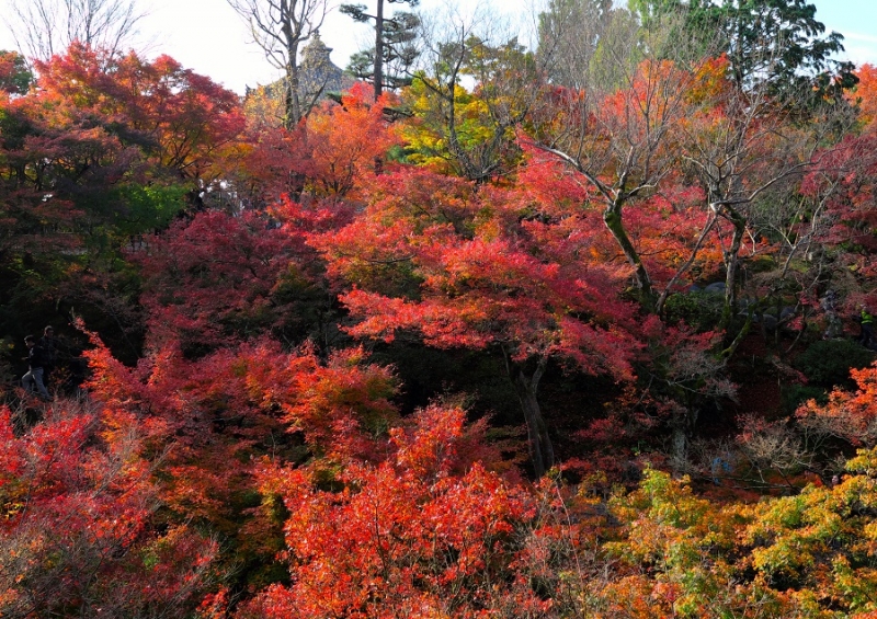 Лучшие достопримечательности Японии в сезон красных листьев 2015 Tokyo-Nagoya(Obara,Korankei)-Kyoto-Nara-Osaka Лучшие достопримечательности Японии в сезон красных листьев 2015 Tokyo-Nagoya(Obara,Korankei)-Kyoto-Nara-Osaka