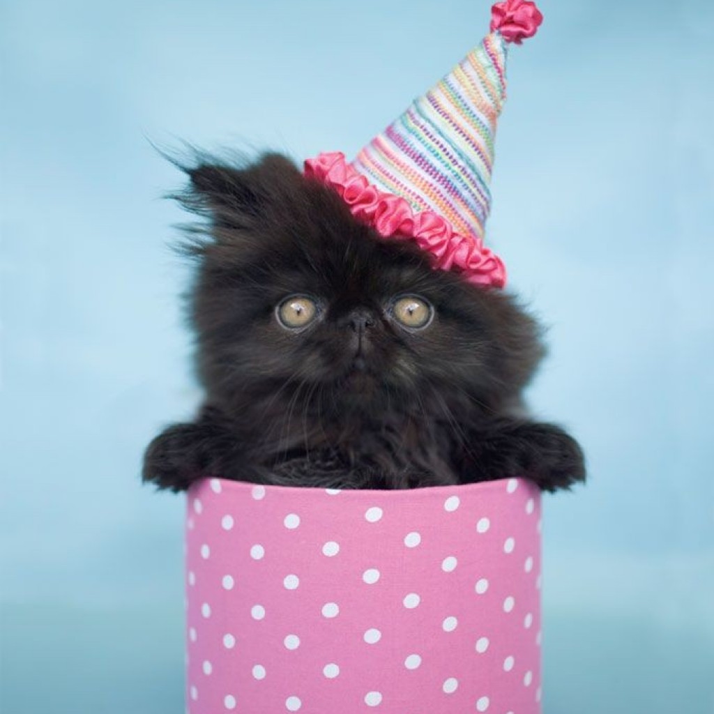 Прикольное Поздравление С Днем Рождения Кошки
