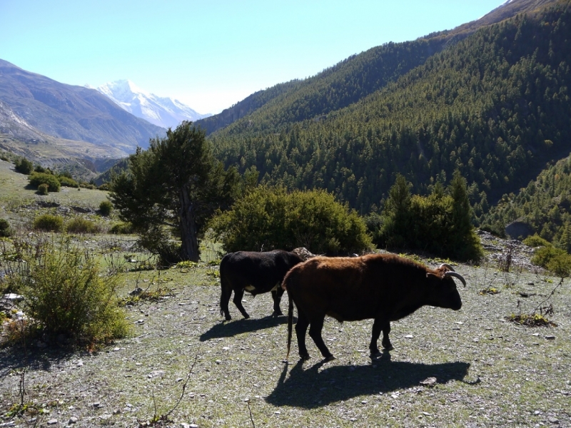 Кольцо Аннапурны (из Бессисахара до Покхары) или In the Big Rock Candy Mountains