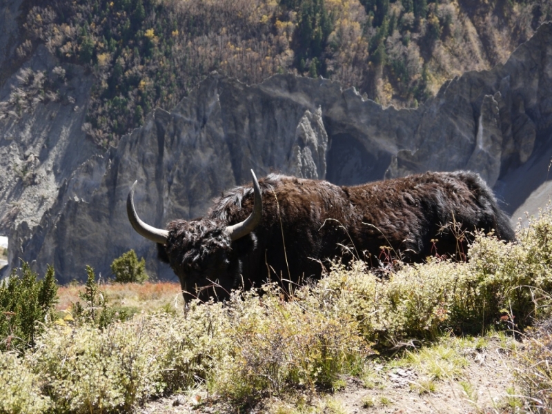 Кольцо Аннапурны (из Бессисахара до Покхары) или In the Big Rock Candy Mountains