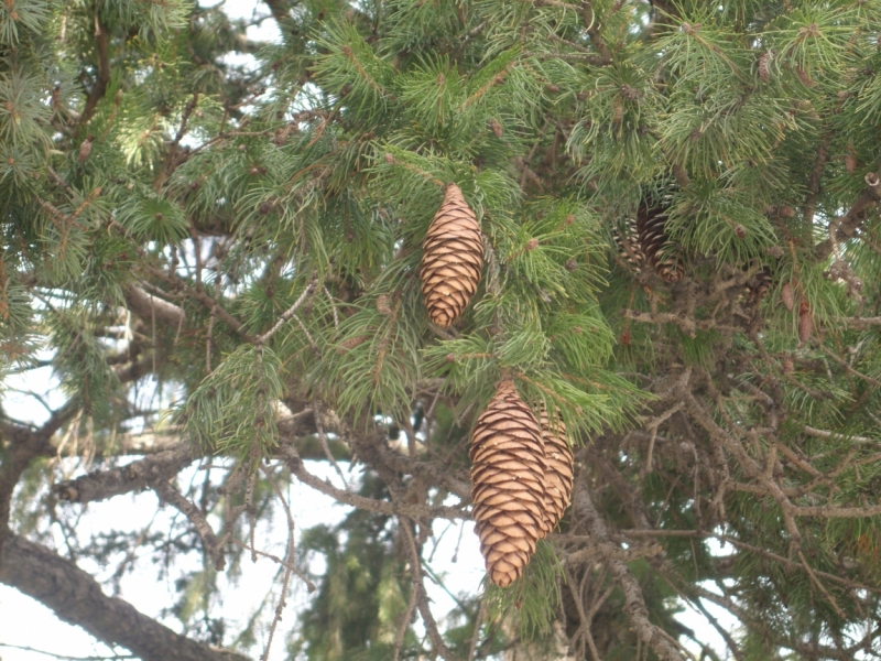 Неделя в Стамбуле ранней весной – март 2013.