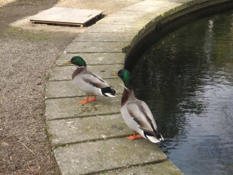 Неделя в Стамбуле ранней весной – март 2013.