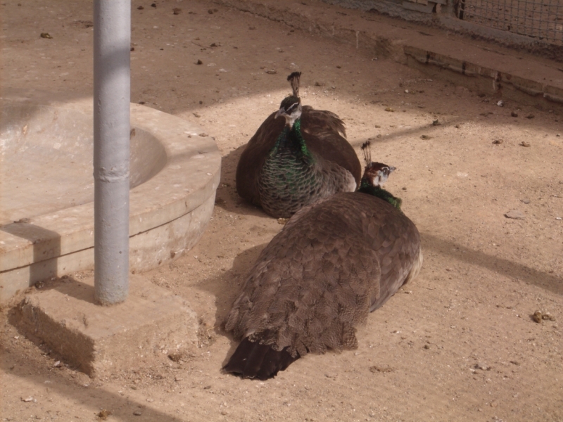 Неделя в Стамбуле ранней весной – март 2013.