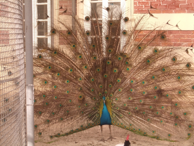 Неделя в Стамбуле ранней весной – март 2013.