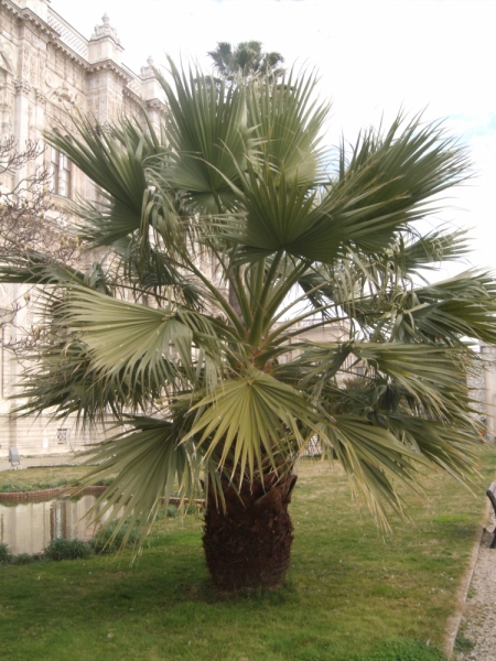 Неделя в Стамбуле ранней весной – март 2013.