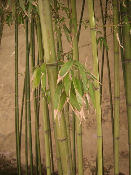 Неделя в Стамбуле ранней весной – март 2013.