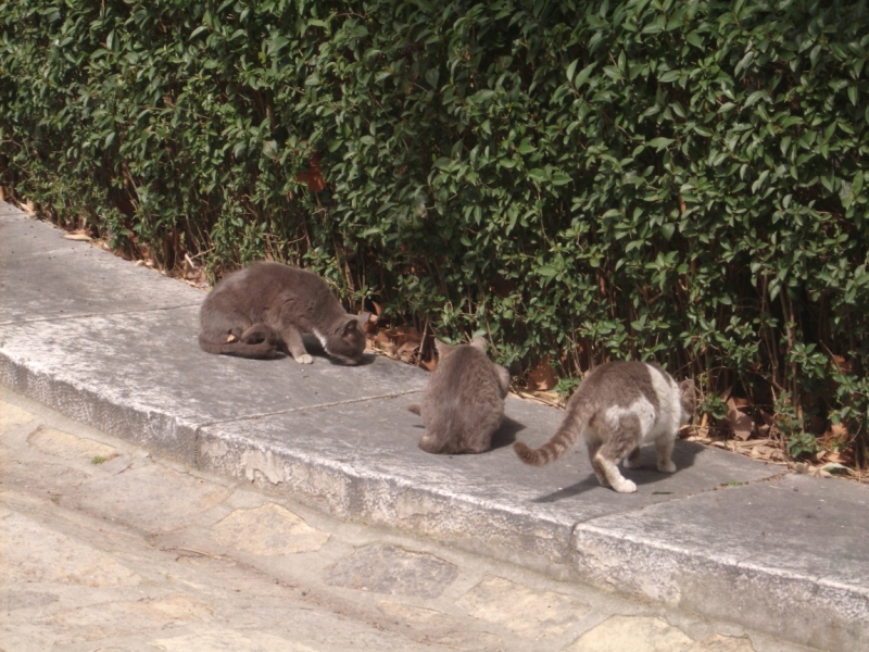 Неделя в Стамбуле ранней весной – март 2013.