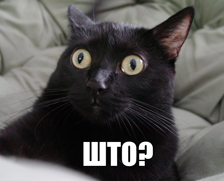 Поговорим о кошках 29