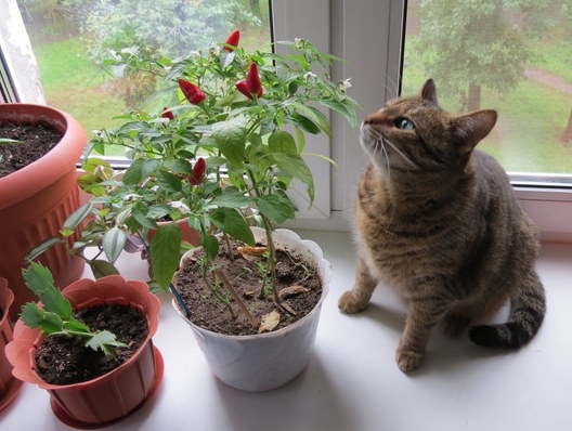 Поговорим о кошках 29