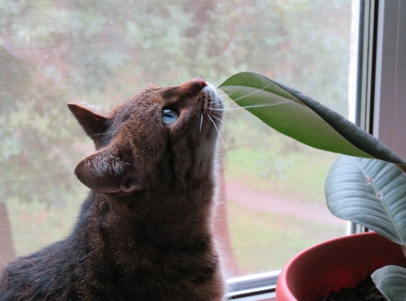 Поговорим о кошках 29