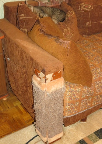 Поговорим о кошках 29