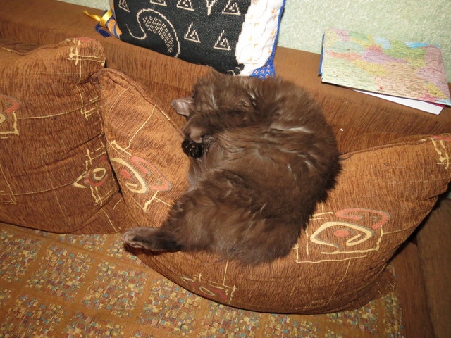 Поговорим о кошках 29