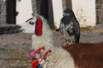 Боливия-Перу: детальный план. Нужен совет бывалых.