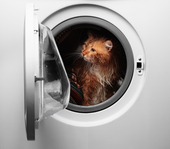 Поговорим о кошках 29