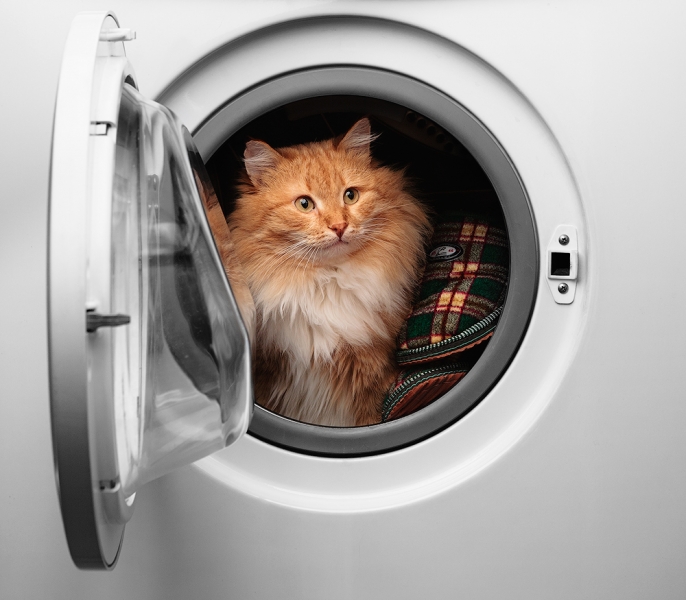 Поговорим о кошках 29