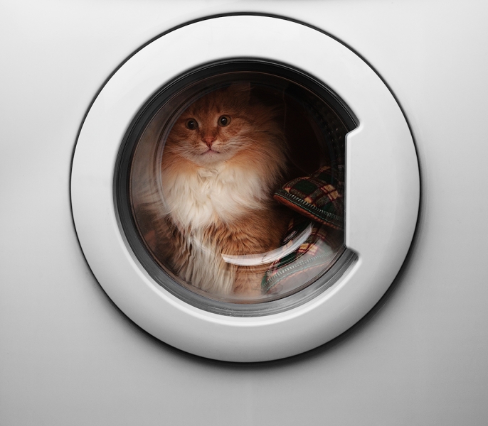 Поговорим о кошках 29