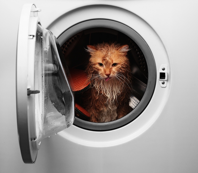 Поговорим о кошках 29