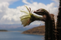 Боливия-Перу: детальный план. Нужен совет бывалых.