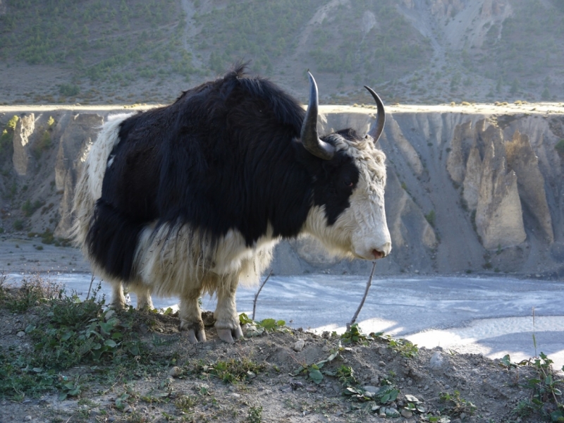 Кольцо Аннапурны (из Бессисахара до Покхары) или In the Big Rock Candy Mountains