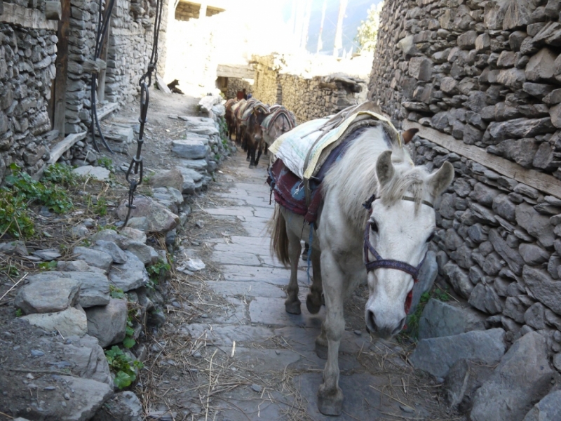 Кольцо Аннапурны (из Бессисахара до Покхары) или In the Big Rock Candy Mountains