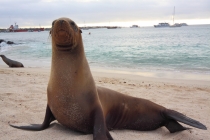 Маршрут по Галапагосам. Прошу совет