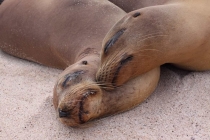 Маршрут по Галапагосам. Прошу совет