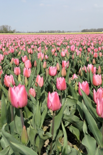 Цветочный маршрут: окрестности Keukenhof и Emeloord