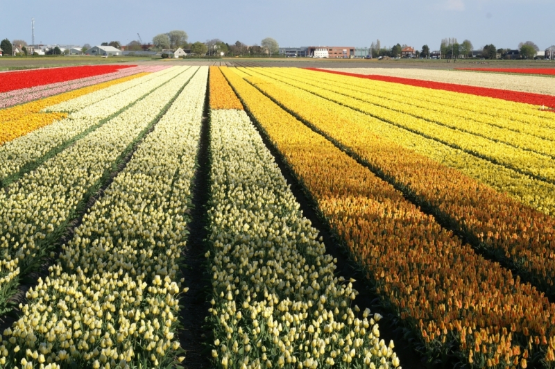 Цветочный маршрут: окрестности Keukenhof и Emeloord