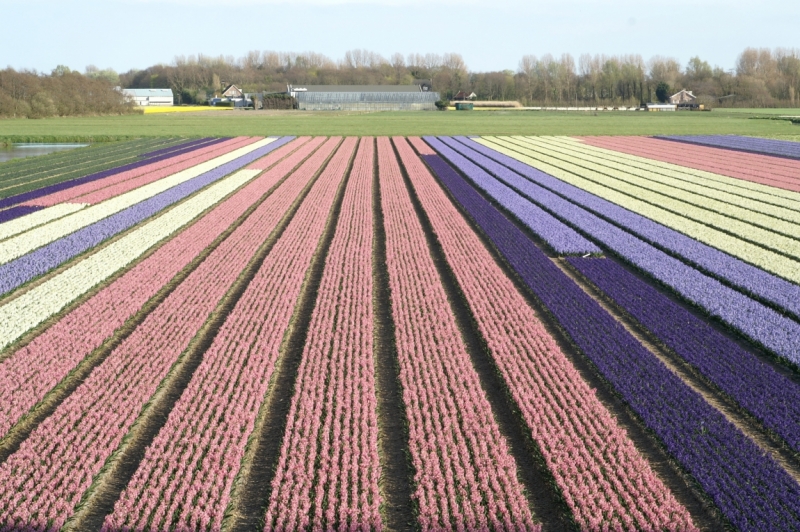 Цветочный маршрут: окрестности Keukenhof и Emeloord