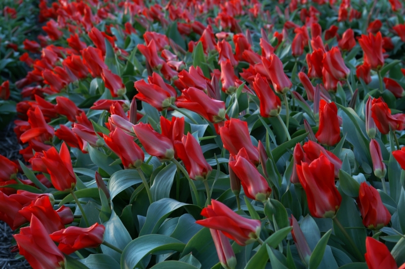 Цветочный маршрут: окрестности Keukenhof и Emeloord