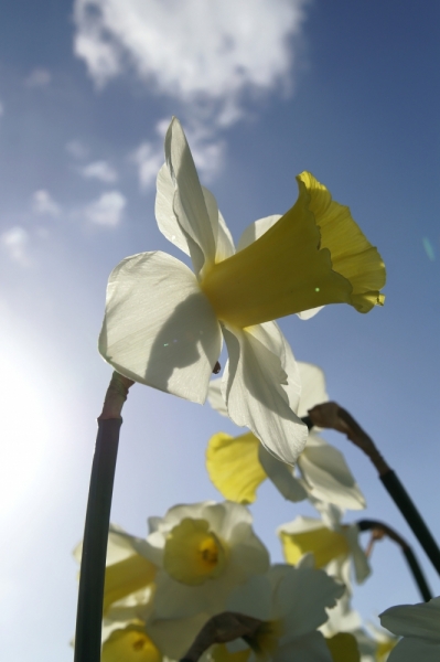 Цветочный маршрут: окрестности Keukenhof и Emeloord