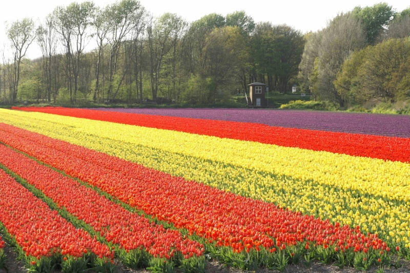 Цветочный маршрут: окрестности Keukenhof и Emeloord