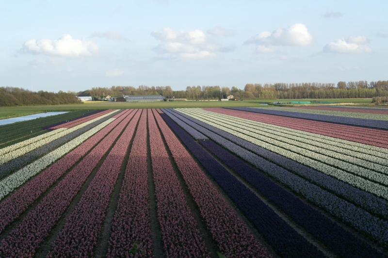 Цветочный маршрут: окрестности Keukenhof и Emeloord