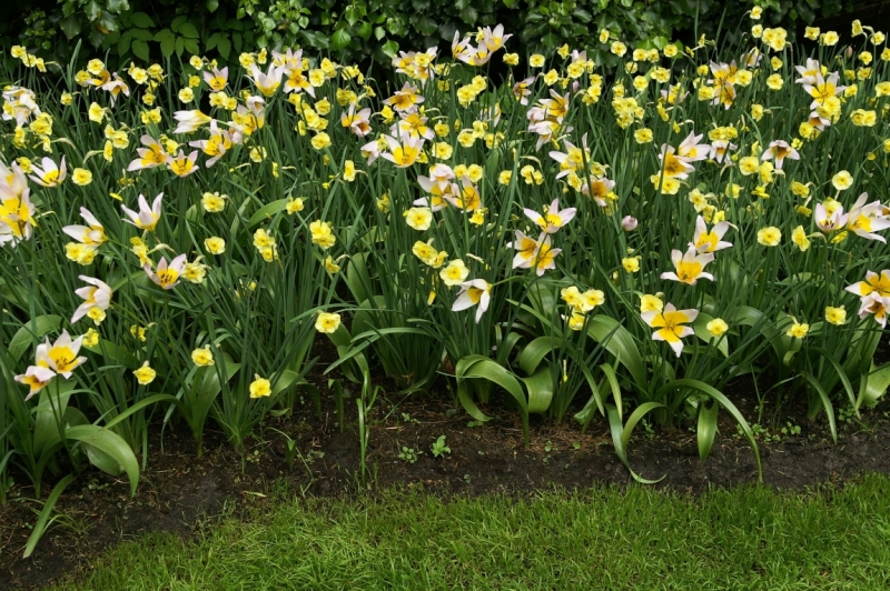 Цветочный маршрут: окрестности Keukenhof и Emeloord