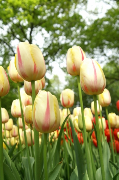 Цветочный маршрут: окрестности Keukenhof и Emeloord