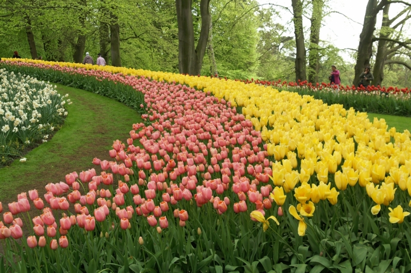 Цветочный маршрут: окрестности Keukenhof и Emeloord