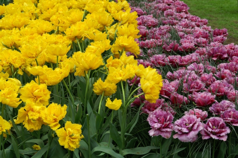 Цветочный маршрут: окрестности Keukenhof и Emeloord