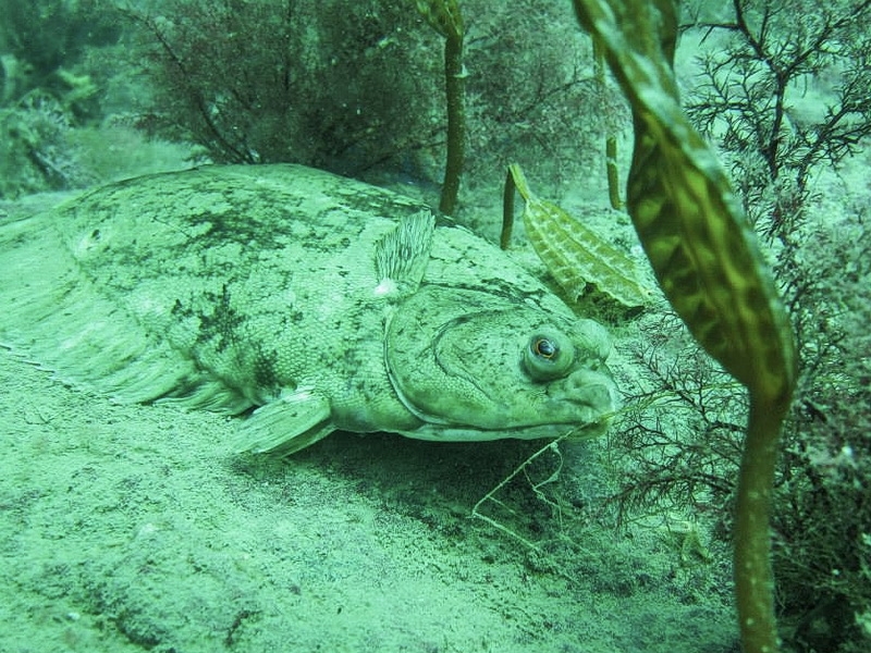 Вот оно какое наше Японское море