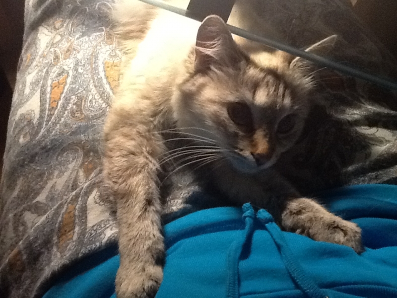 Поговорим о кошках 29