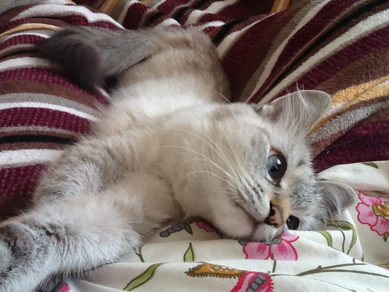 Поговорим о кошках 29