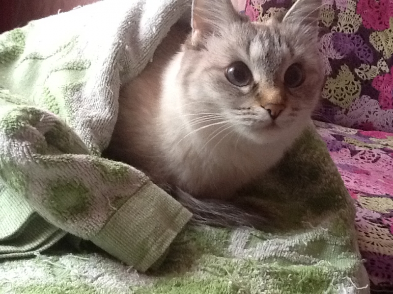 Поговорим о кошках 29