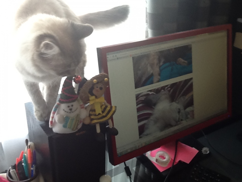 Поговорим о кошках 29