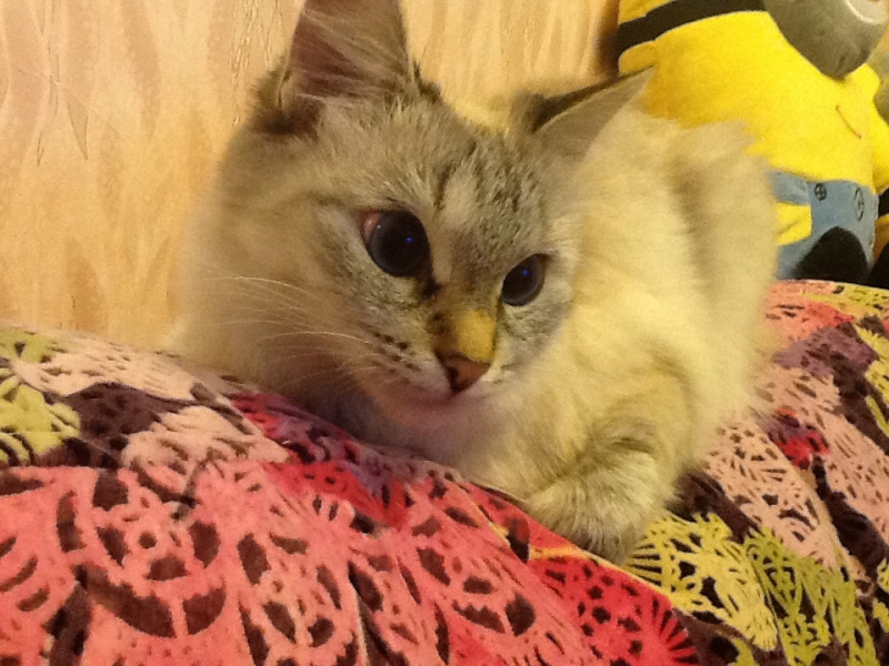 Поговорим о кошках 29