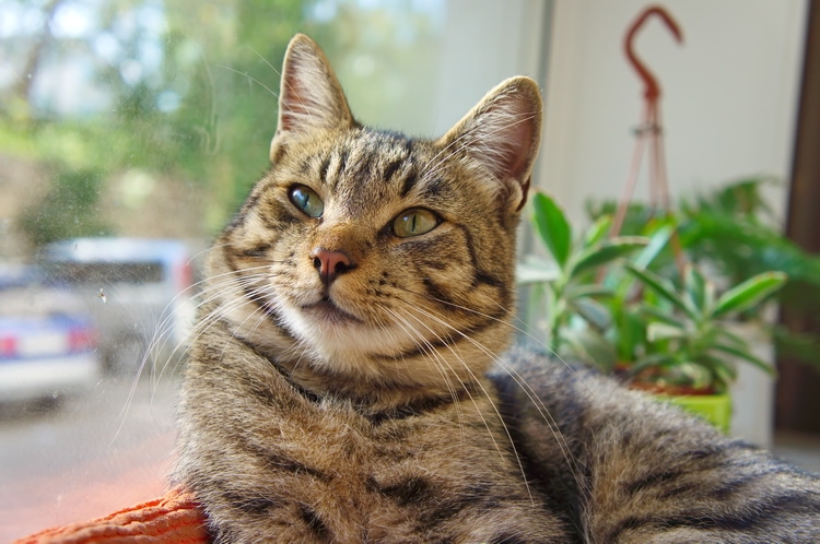 Поговорим о кошках 29