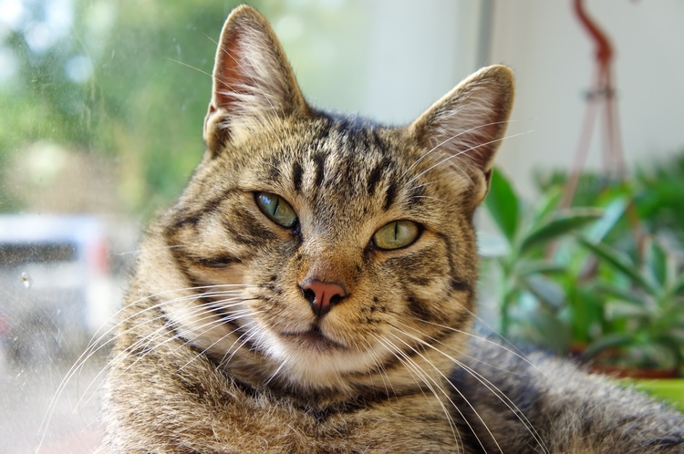 Поговорим о кошках 29