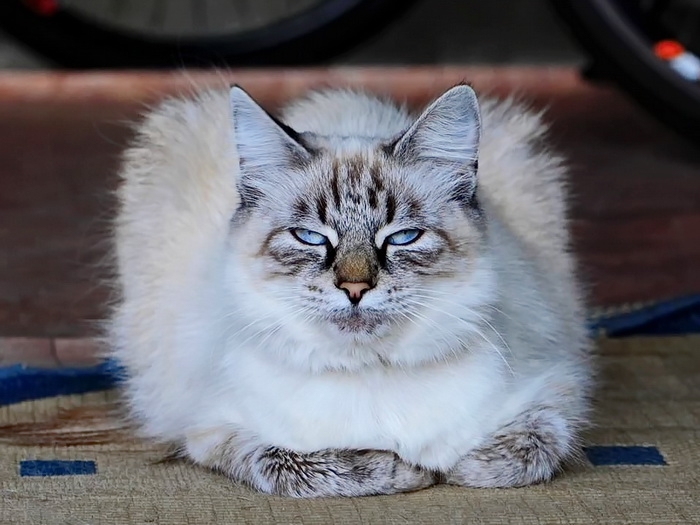 Поговорим о кошках 29