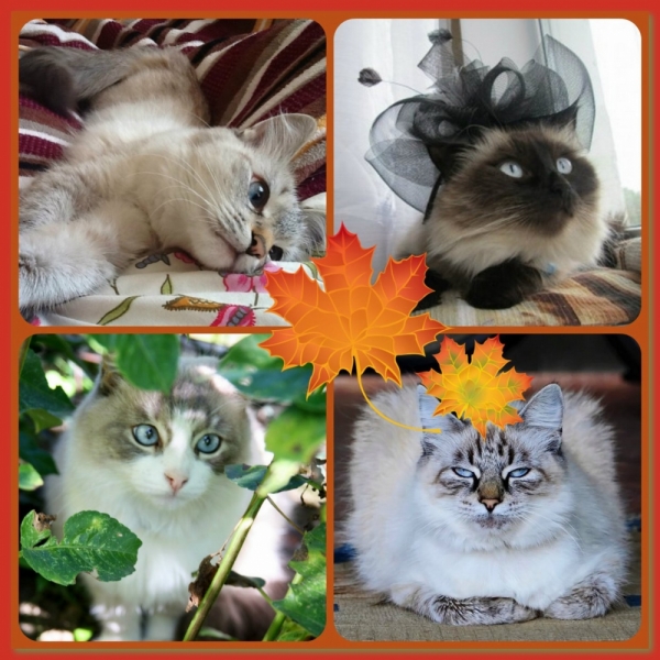 Поговорим о кошках 29