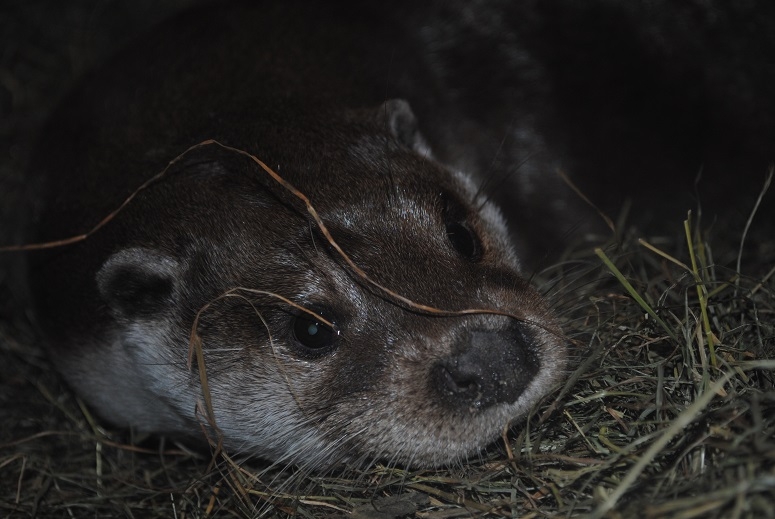 Через Альпы к морю - 2014